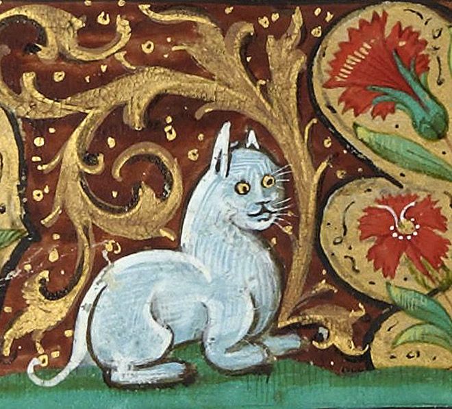 medieval dorky cat