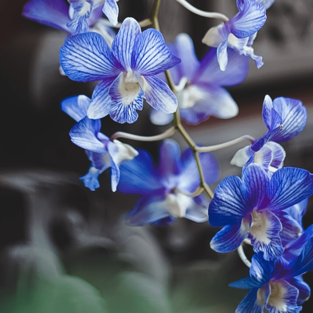 A beautiful close up to a blue orchid.