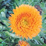 A lovely orange flower