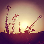 Backlit foxglove stalks in the setting afternoon sun