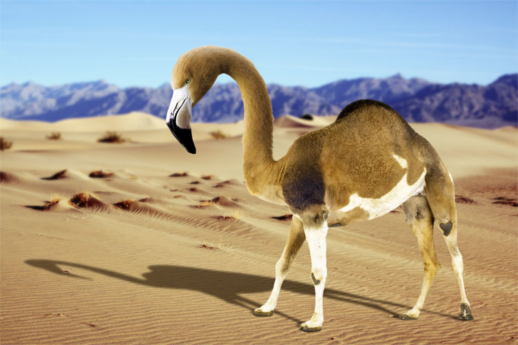 It's a camingo!