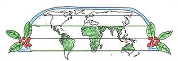 map of where coffee grows