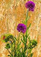 Desert Flowers